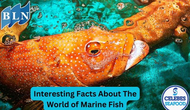 This Is How Interesting Facts About The World of Marine Fish